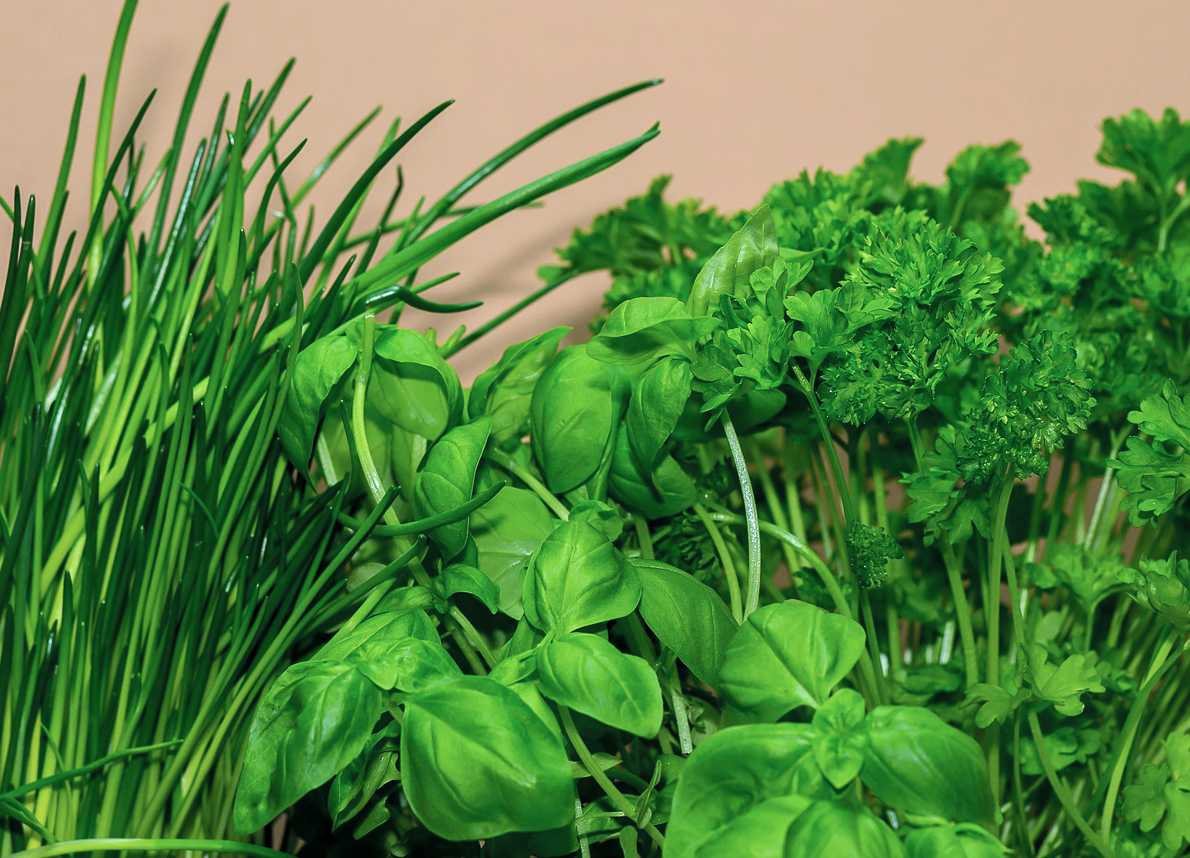 Crea il tuo angolo erbe aromatiche direttamente a casa!